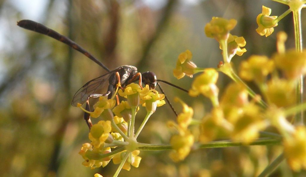 Gasteruption padani: G. cf. minutum e G. sp., maschi